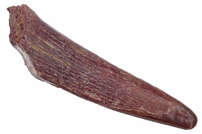 Fossil Pterosaur (Siroccopteryx) Tooth - Morocco #216982